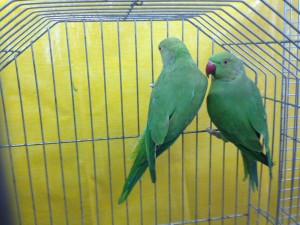 Bird couple