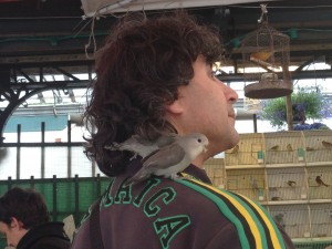 Birds perched on Shoulder