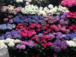 Flowers galore