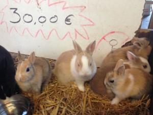 Lapins Nain