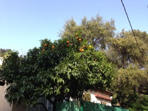 Orange tree